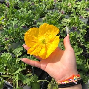 Meet your Posher, Bri